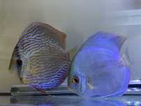 Vendo casal de discus confirmado ,macho piwowarosky/femea cobalt blue