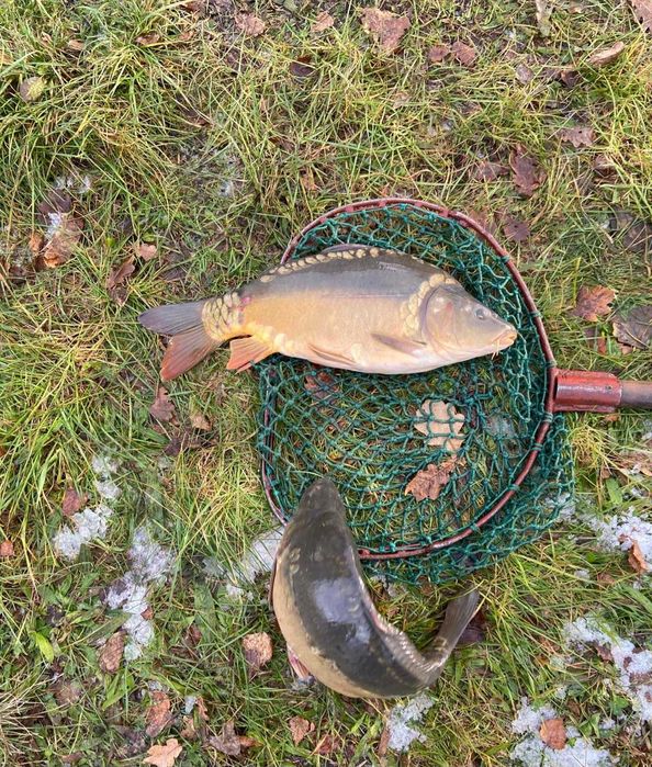 Karp Żywy Handlowy Hurt