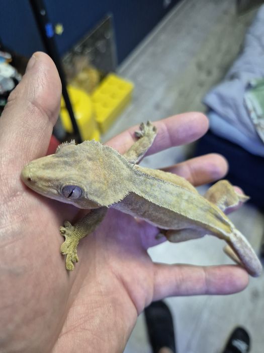 Terrarium bioaktywne z gekonami orzęsionymi