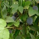 Plantas de Azul, Maracujá Passiflora Morifolia