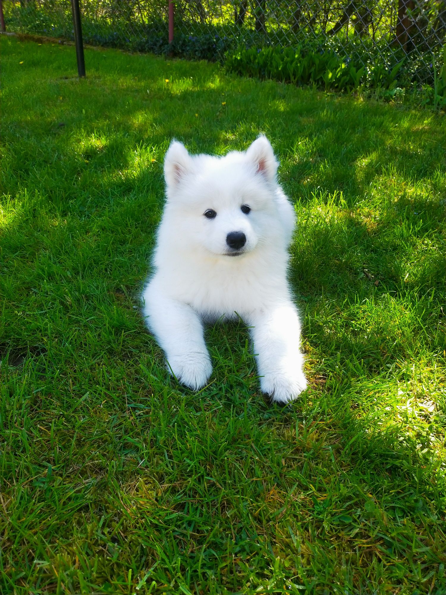 Samoyedy- Suczka