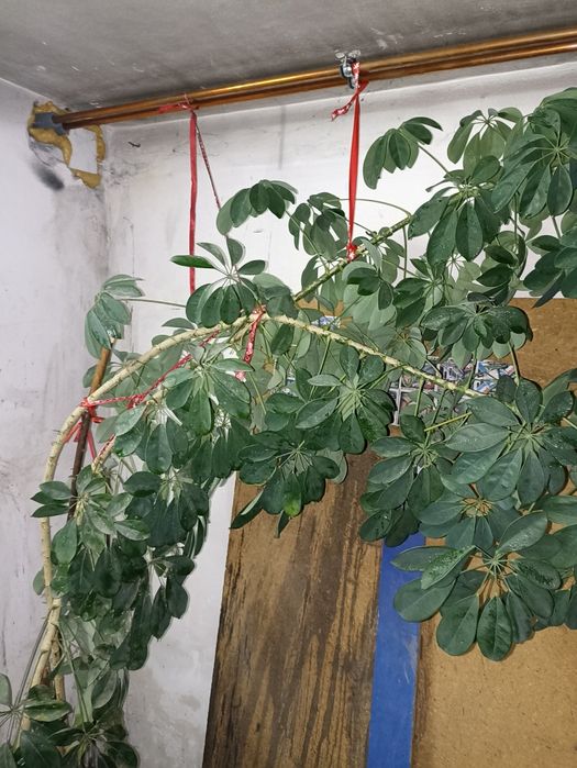 Kwiat szeflera ponad 300cm