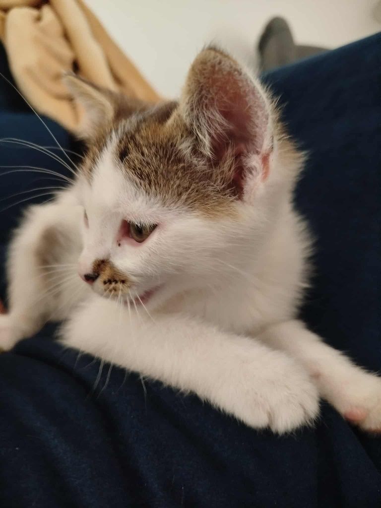 Mały kotek do adopcji.