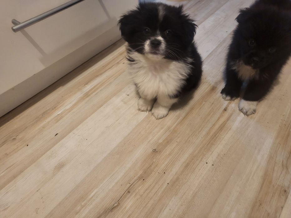 Pieski szukają domu