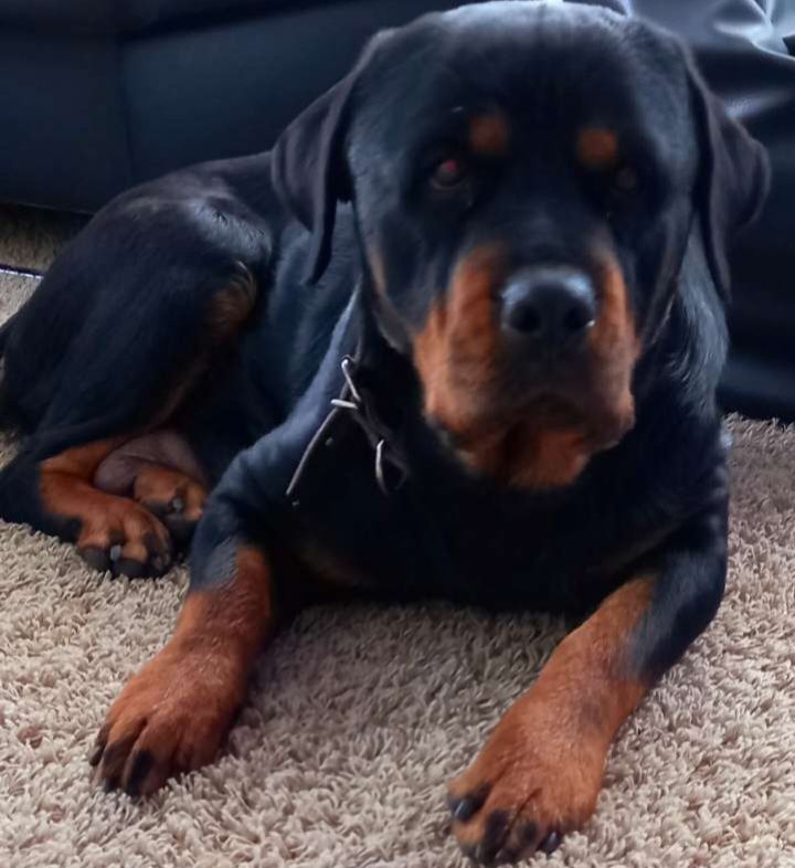 Piesek rottweiler