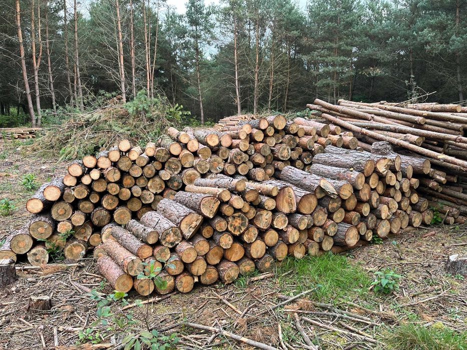 Drewno sosnowe opałowe 50zł/mp
