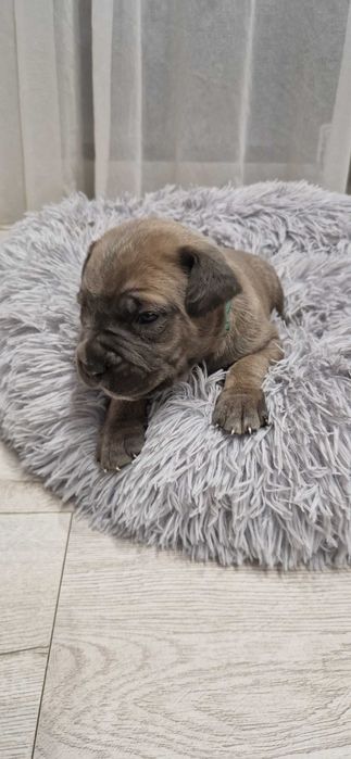 Cane corso piesek rodowodowy