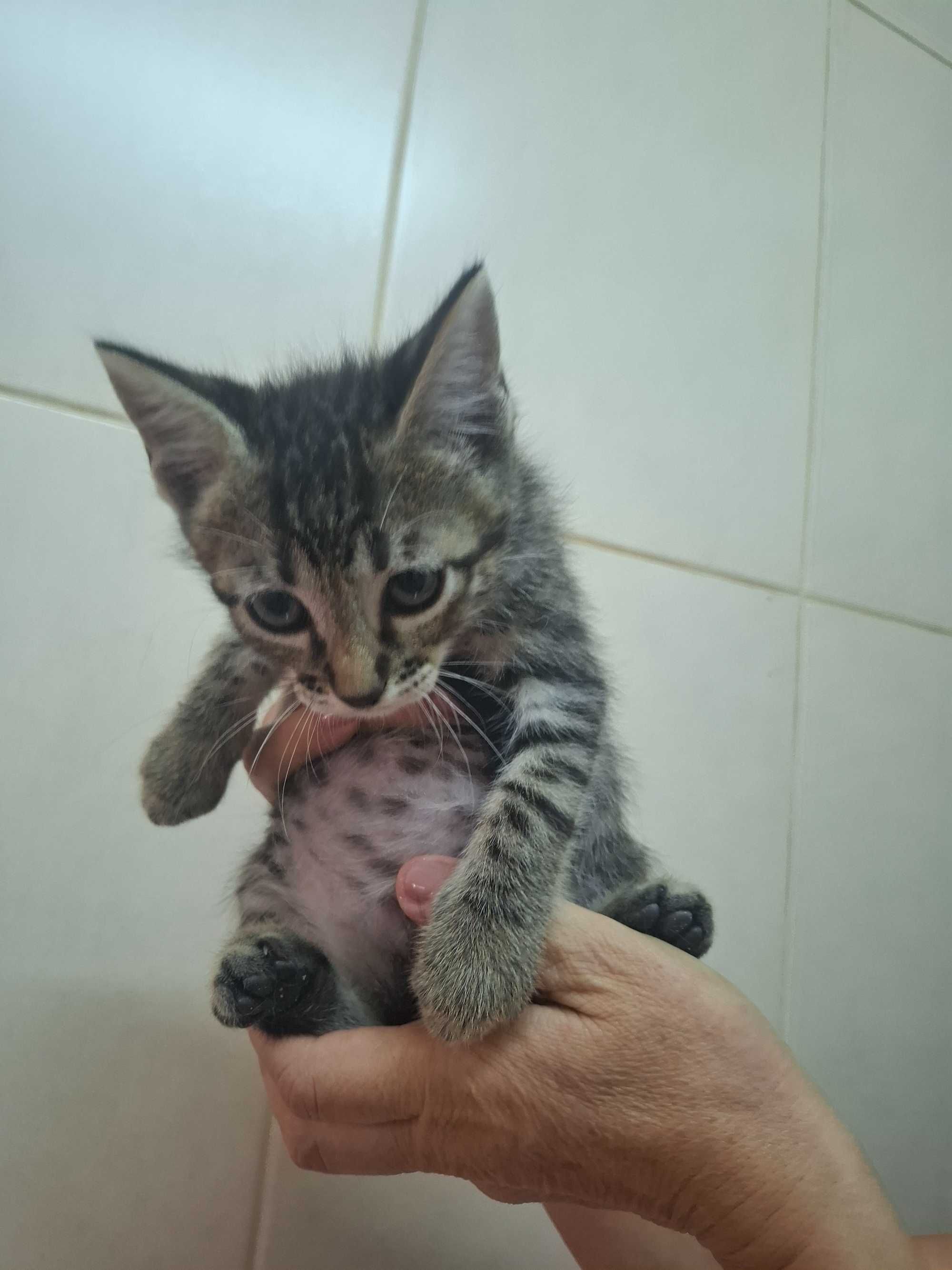 Gatinhos para adoção