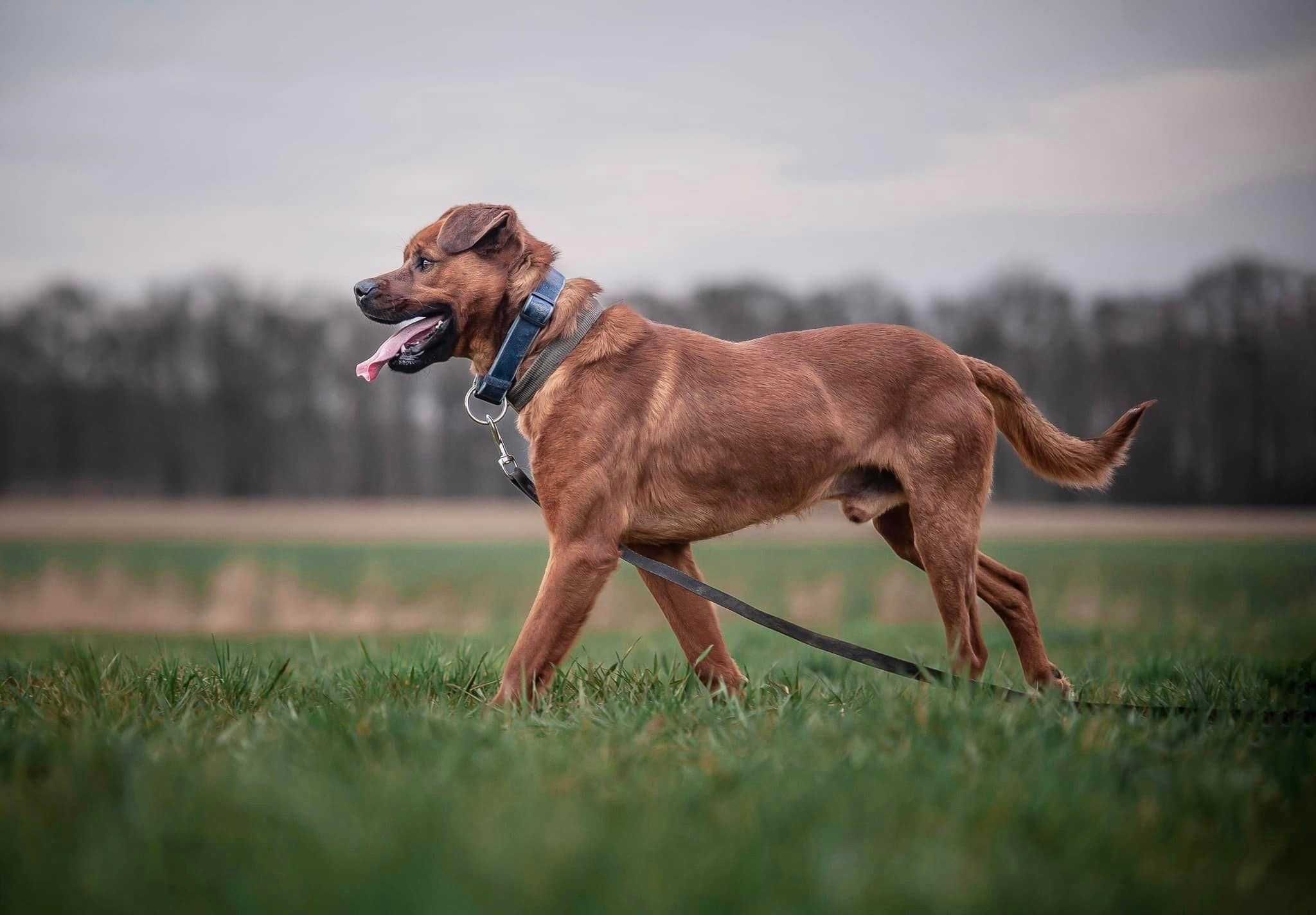 Lemi - pozytywny psiak, gotowy do działania i zabawy. Adopcja.