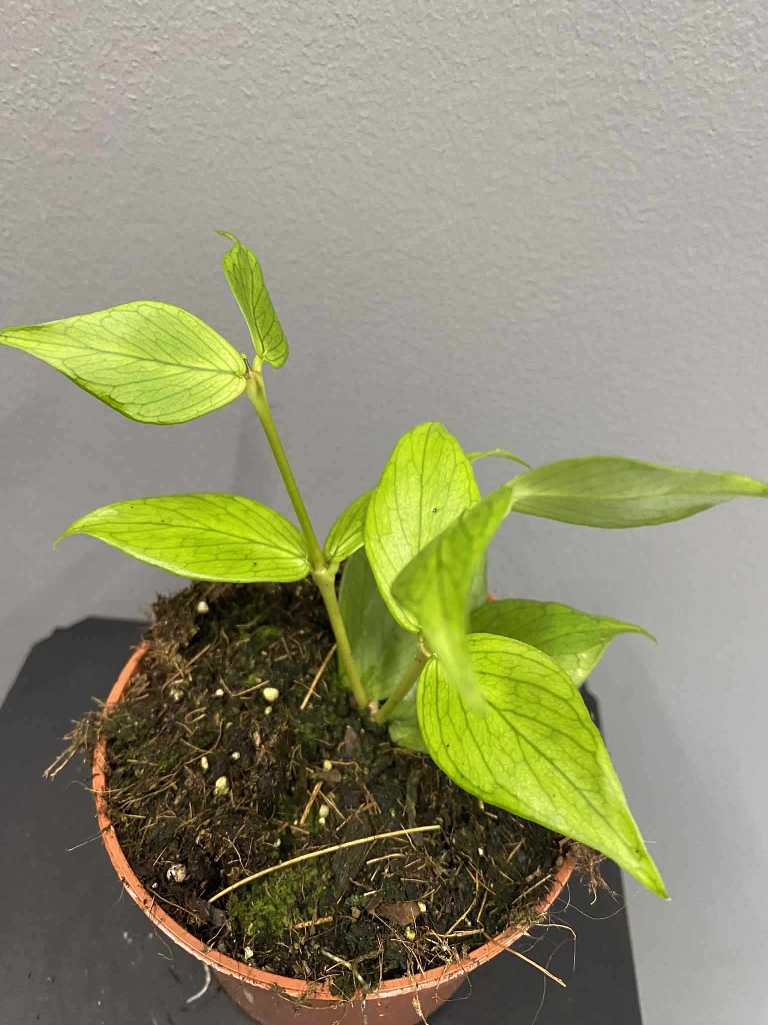 Hoya Polyneura Hoja