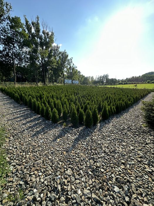 Tuja szmaragd sadzenie ogrodzenie transport żywopłot