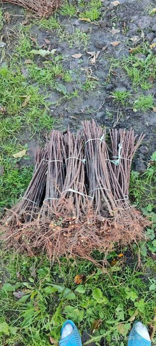 Продаються садженці місто Рогатин Івано-Франківська область