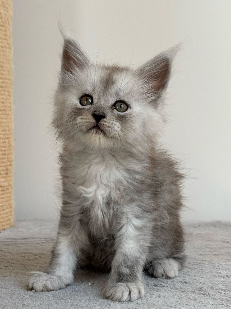 Kocurek Maine Coon rodowod FPL+ wyprawka