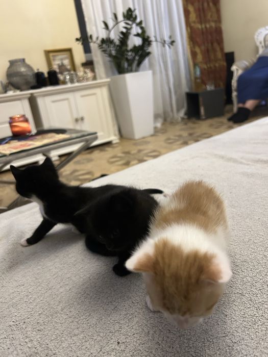 Oddam 3 kotki na kobiec listopada