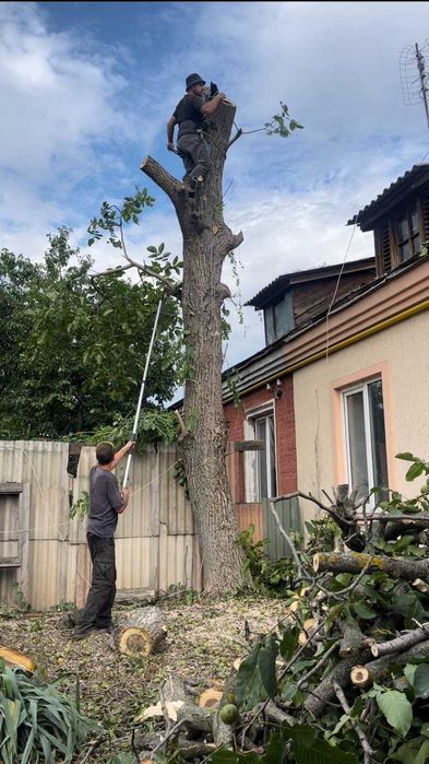 Спил дерев Обрізка дерев
Дроблення гілок
Корчування пнів