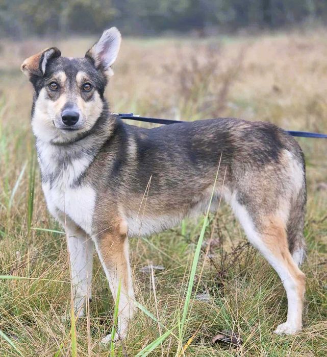 FRED - rok po adopcji Pan oddał mnie jak zbędną rzecz...