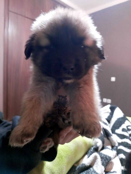 Cadela Serra da Estrela.