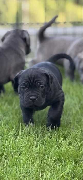 Czarny samiec Cane Corso FCI