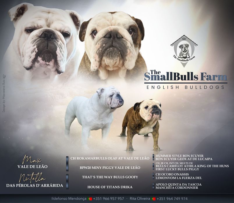 Femea Bulldog Ingles c/Lop