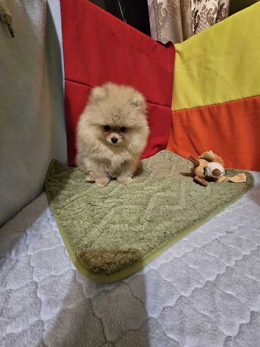 Хлопчик шпіцик пухнастик