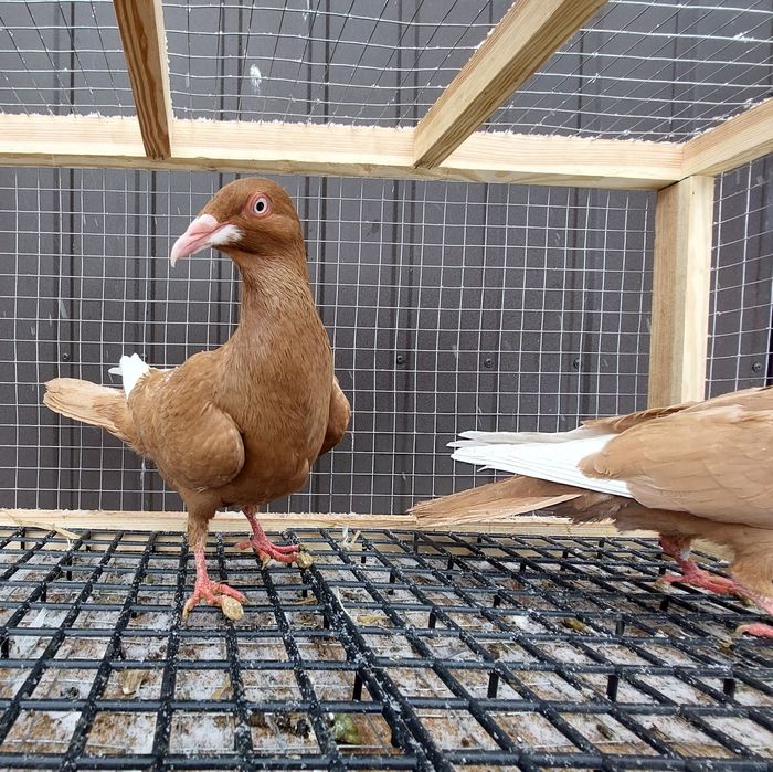 Gołębie bródki żółte