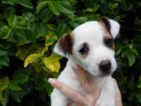 Jack Russell Terrier #BOBER Smartie Jacks# unique MALE Jack Russell