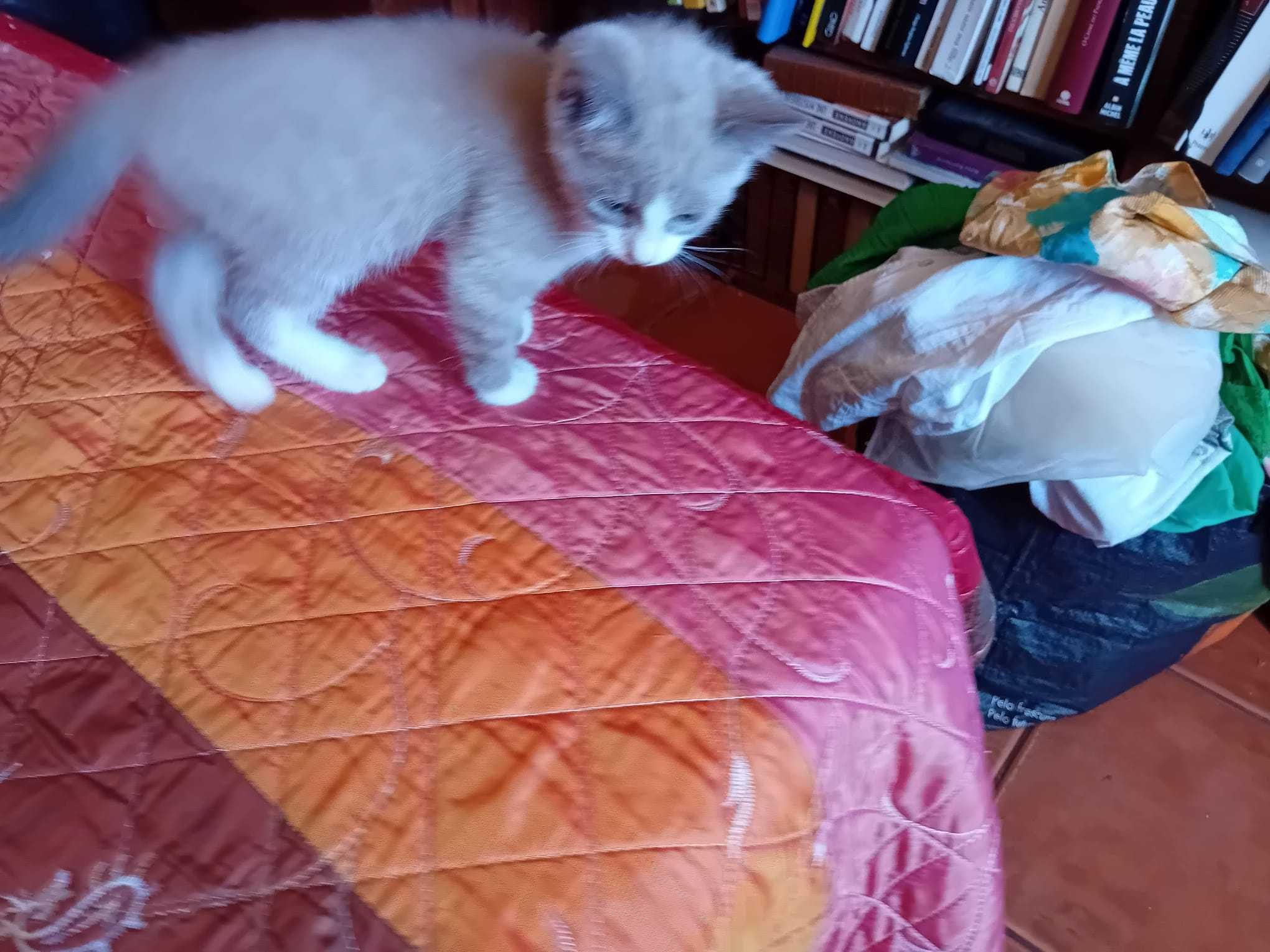Gatinhos para dar