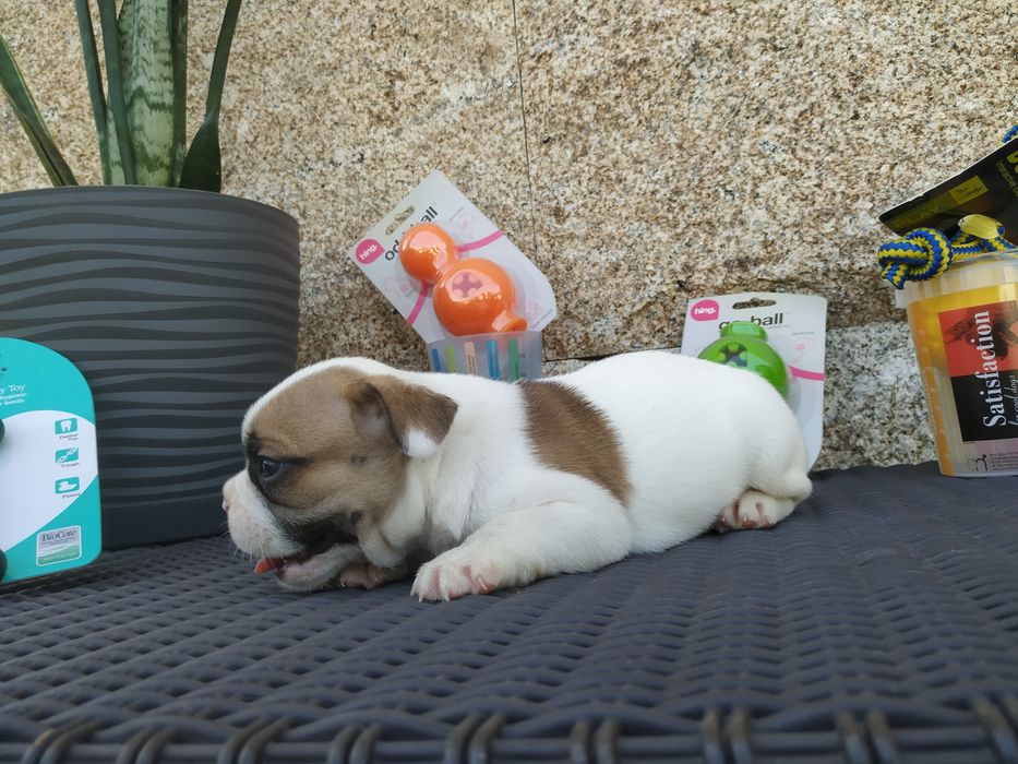 Bulldog francês qualidade