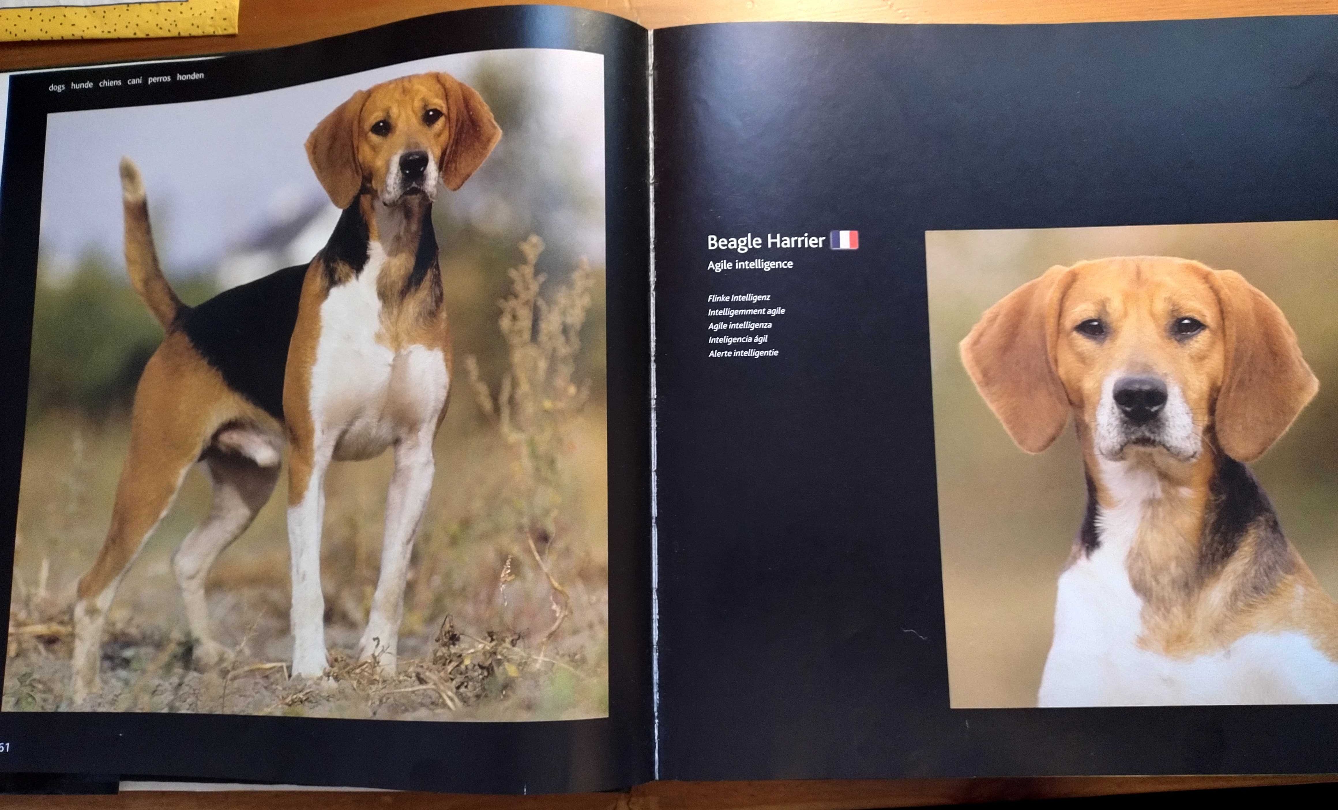 Album o psach Eukanuba dogs A-G, piękne zdjęcia, fajny dla dziecka