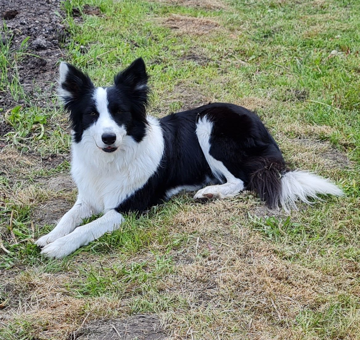 Piesek szczeniak Border Collie