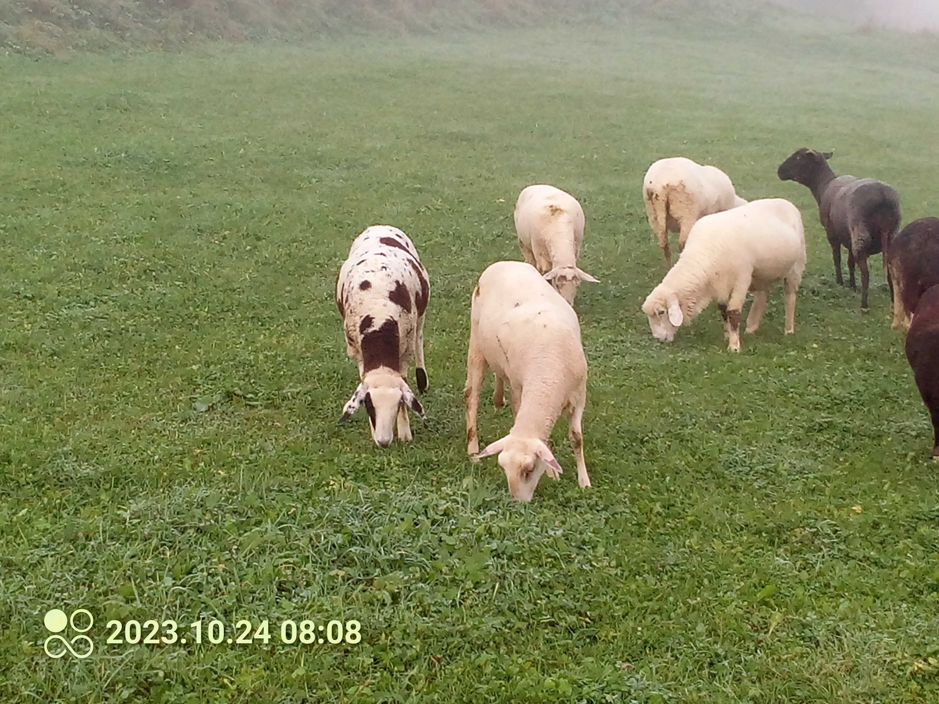 Sprzedam owce baranki , jagnięta,tryk