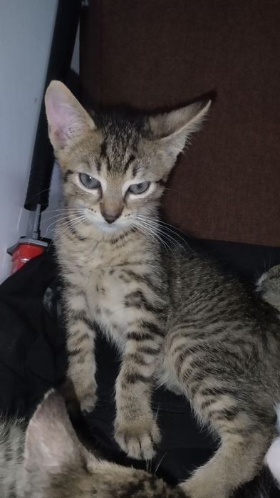 Odam za darmo kotków w dobre rence