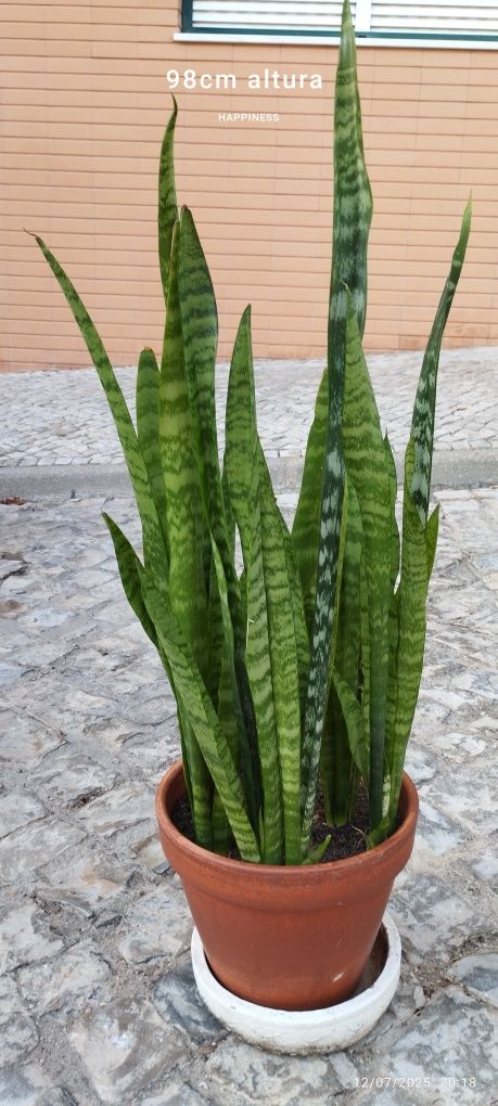 Conjunto de plantas. Em Loulé.