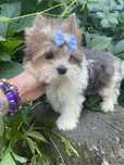 Biewer Yorkshire terrier piesek york blueberry  paszport