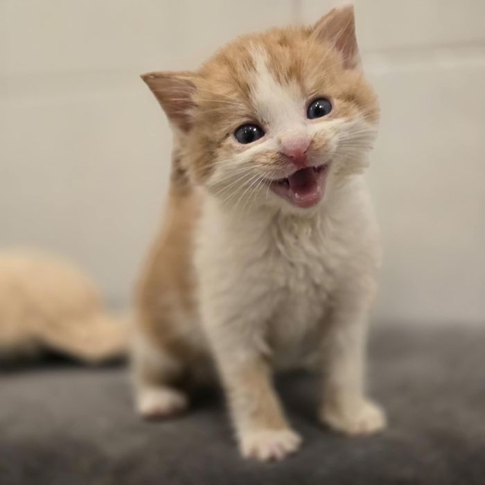 3 rozkoszne kocięta szukaja domow