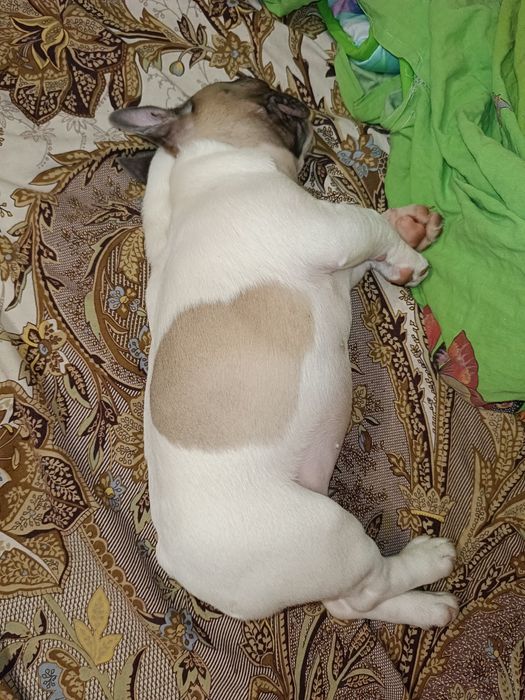 Вязка. Случка. Французский бульдог