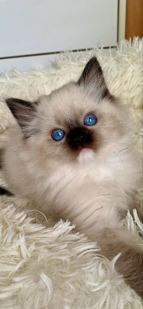 Ragdoll Kotka i Kocurek + paszport