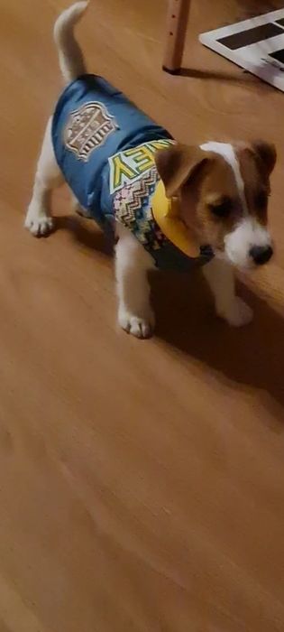 Ubranko dla pieska S