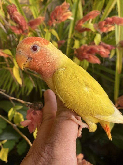 Agapornis domesticado -grande oportunidade