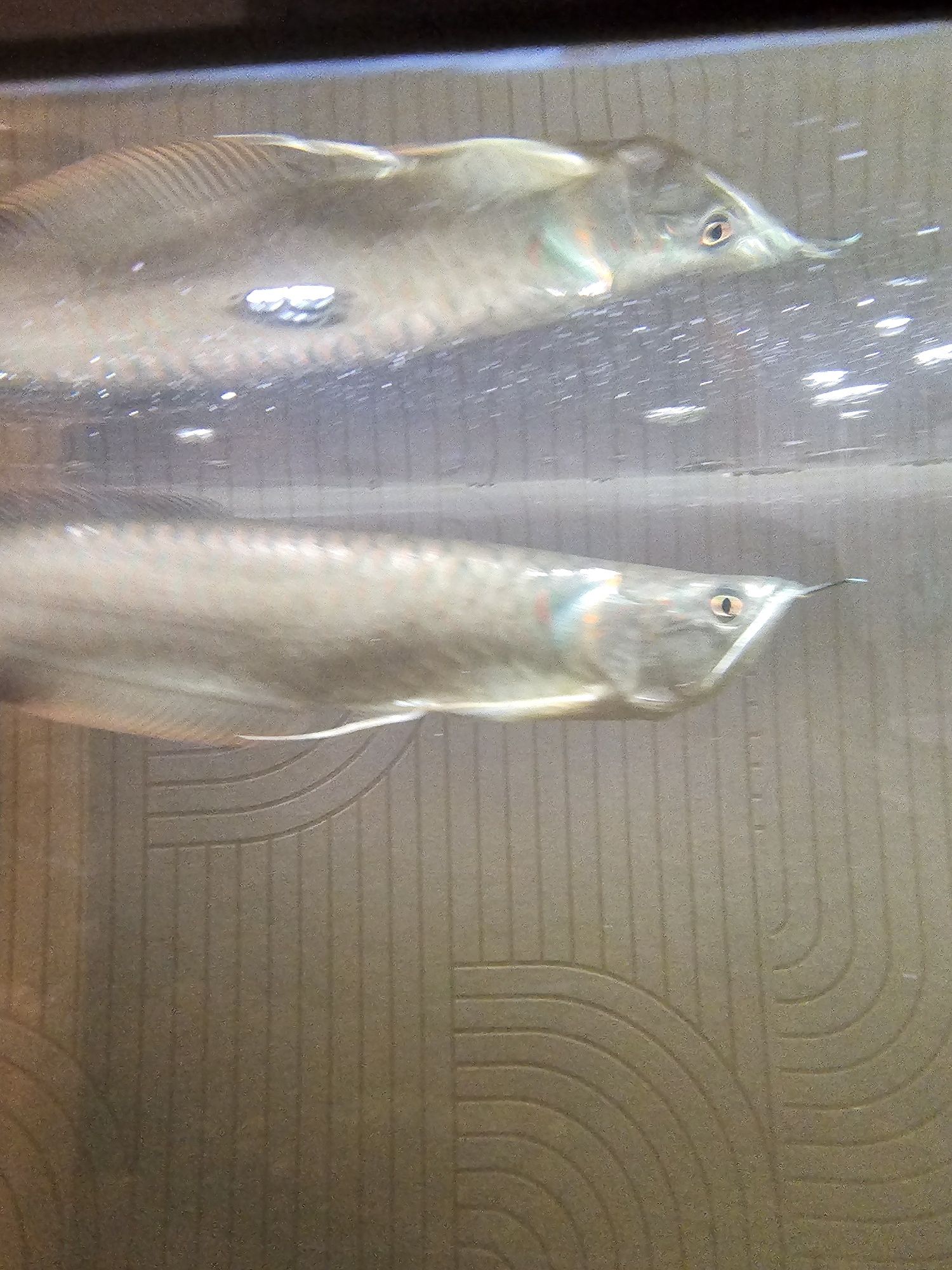 arowana silver 35cm