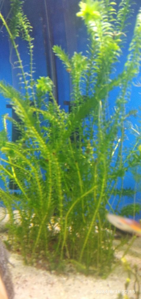 Plantas   Eleodea