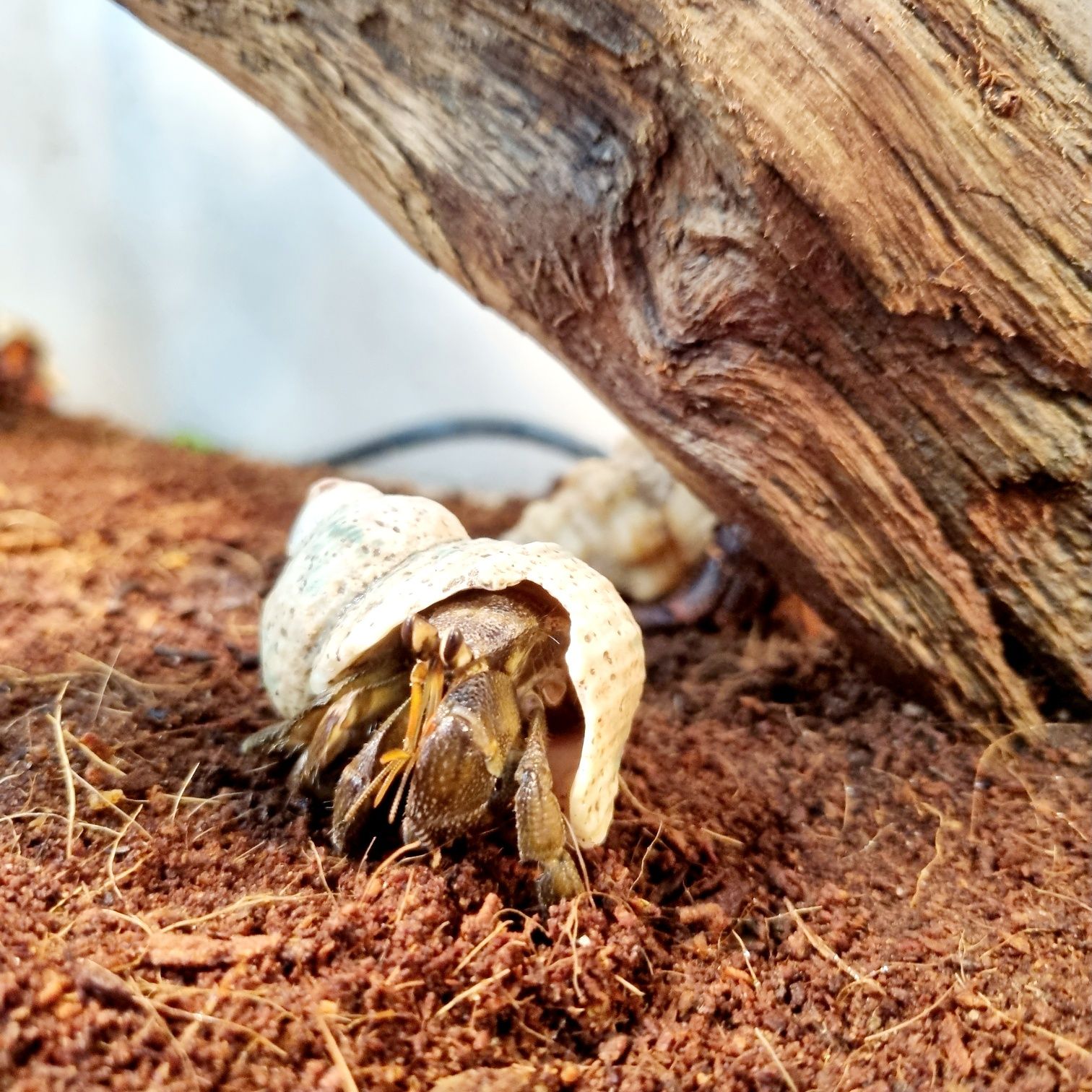 Krab pustelnik ceneobita rugosus