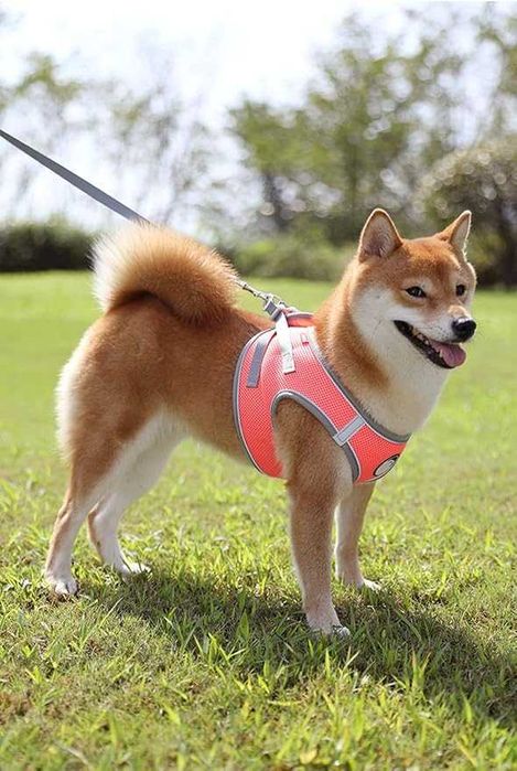 Odblaskowa uprząż szelki dla psa koralowe, L + smycz gratis