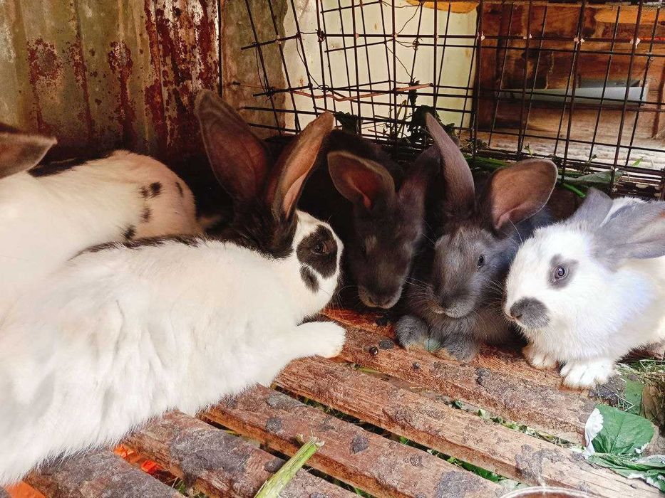 кролики строкач від 400 грн/шт