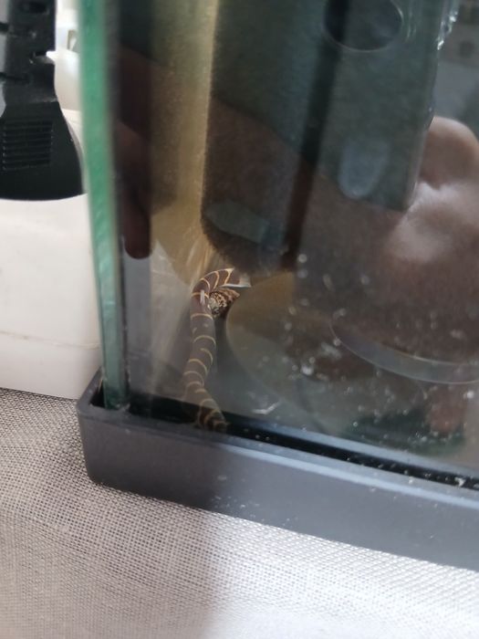 Cobrinha kuhli Adulta