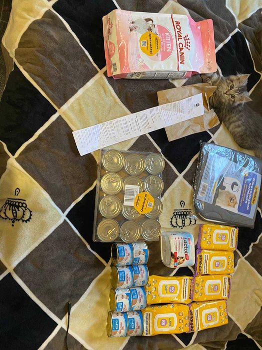 Метис лабрадора цуценята шукають родину