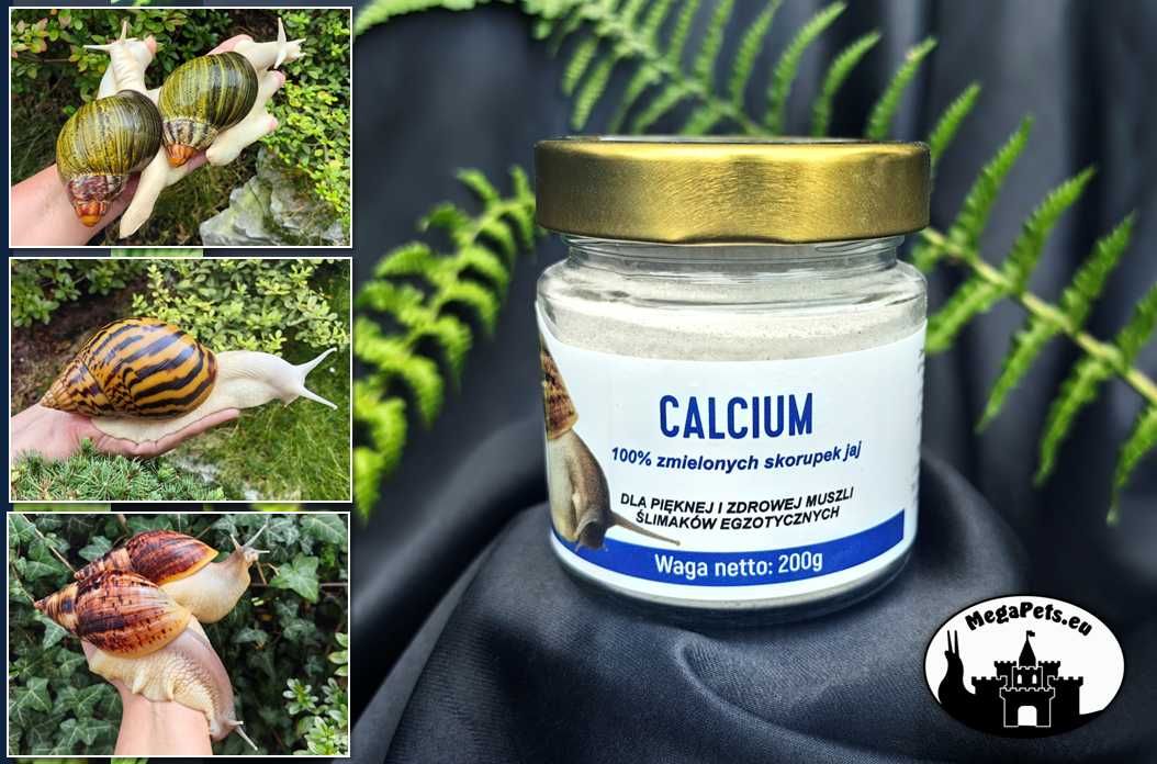 Calcium Wapń Sepia Ślimak Achatina Lissachatina Archachatina Suplement