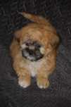 cavapoo pudel mix hybryda ras