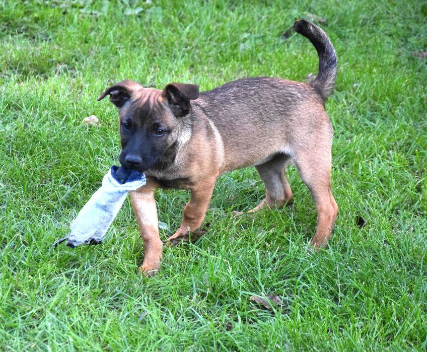 Śliczna, kochana, przytulasna ok 4 mies sunia czeka na dom