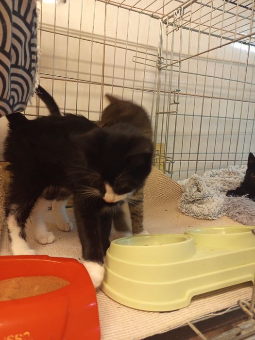 Dwaj bracia szukają domu niewychodzącego